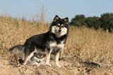 CHIEN FINNOIS DE LAPONIE 277
